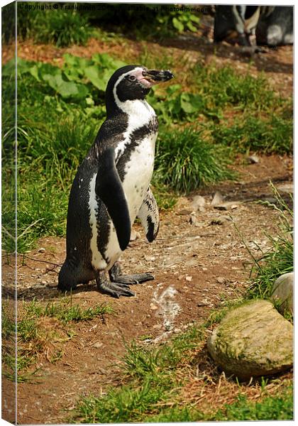 The Humboldt Penguin, also termed Peruvian Penguin Canvas Print by Frank Irwin