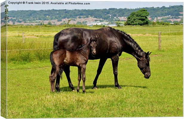 Newly born foal looking around his new world with  Canvas Print by Frank Irwin