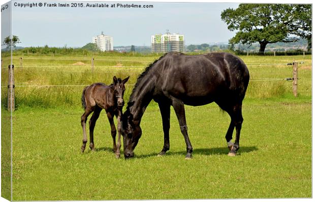 Mare and her newly-born foal Canvas Print by Frank Irwin