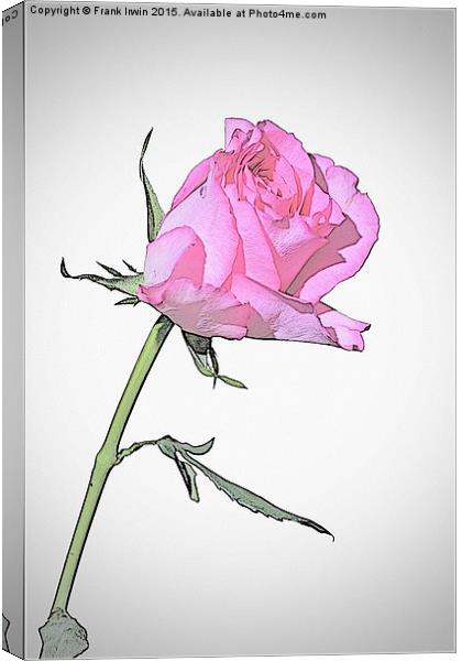 Beautiful Red Hybrid Tea rose  Canvas Print by Frank Irwin