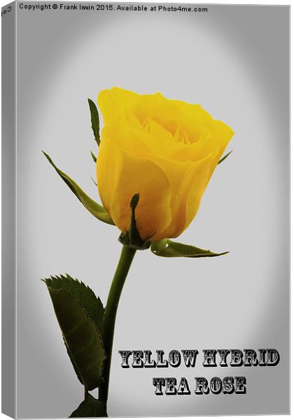 Artistic  Yellow Hybrid Tea Rose                   Canvas Print by Frank Irwin