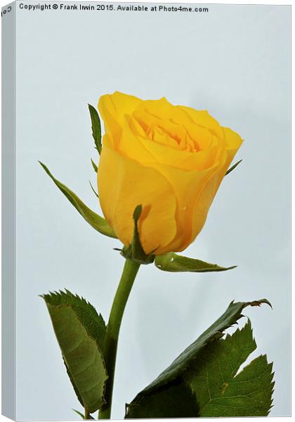 Beautiful yellow hybrid Tea Rose Canvas Print by Frank Irwin