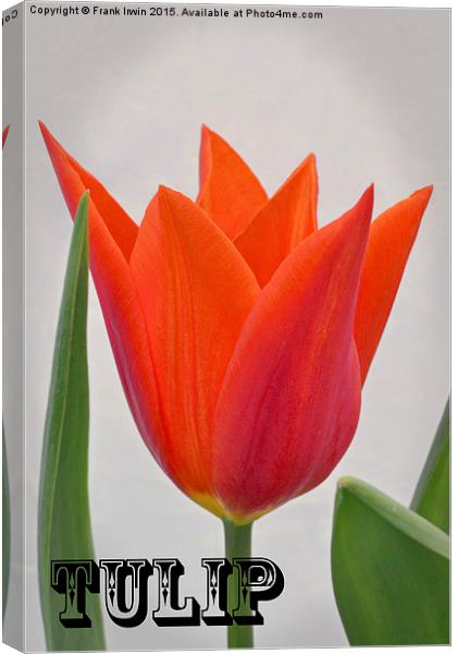 A colourful Spring Tulip Canvas Print by Frank Irwin