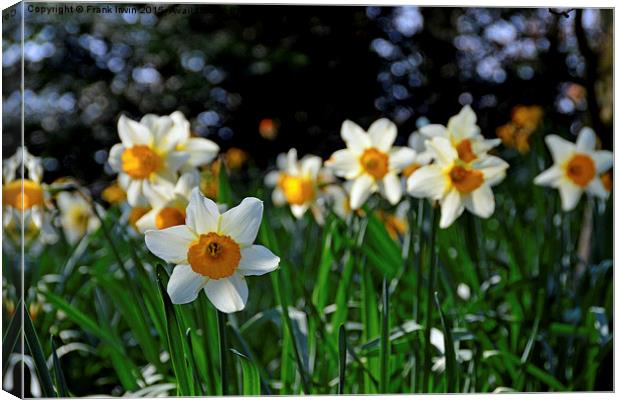  A lone Narcissus heralds the arrival of Spring. Canvas Print by Frank Irwin