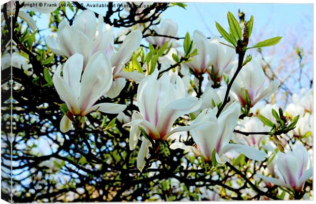  A branch of a large Magnolia Tree. Canvas Print by Frank Irwin