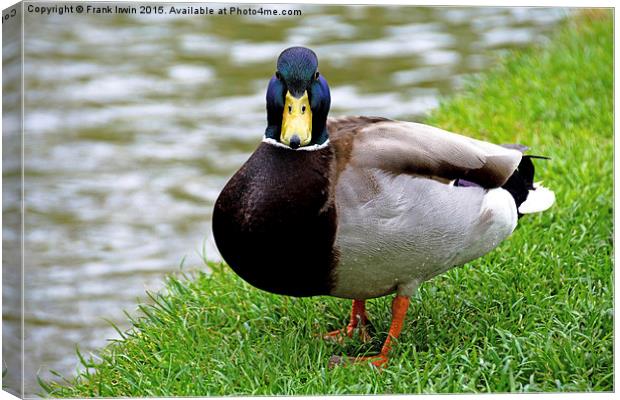  Friendly Mallard or Drake Canvas Print by Frank Irwin