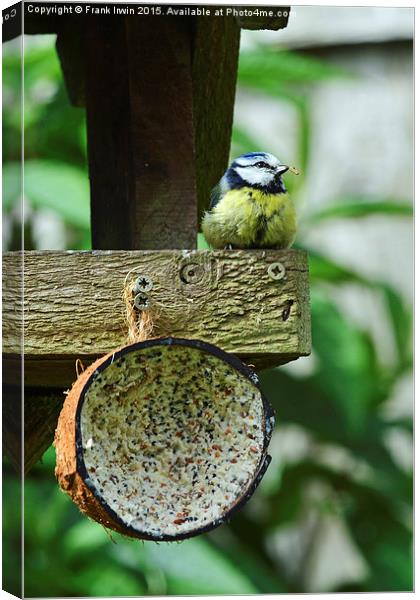  Blue Tit's dinner time Canvas Print by Frank Irwin