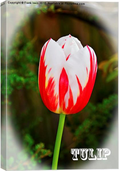 A Colourful Tulip head, close up Canvas Print by Frank Irwin