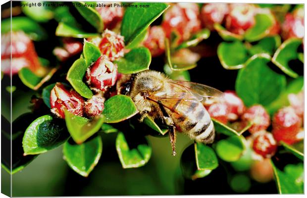  A busy bee on our cotoneaster herringbone. Canvas Print by Frank Irwin