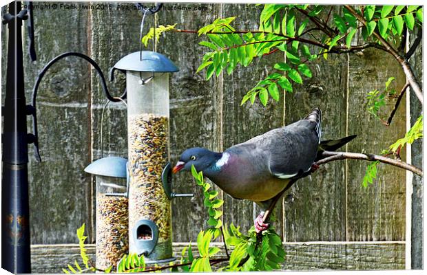 Common Wood Pigeon feeding in garden. Canvas Print by Frank Irwin