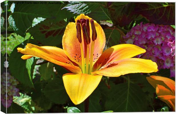 A beautiful yellow lily Canvas Print by Frank Irwin