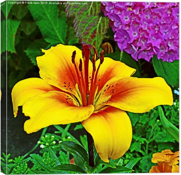 A beautiful yellow lily Canvas Print by Frank Irwin