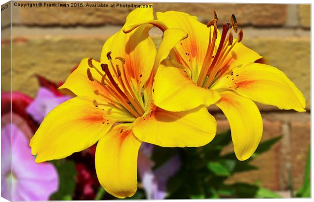 Beautiful yellow lilies Canvas Print by Frank Irwin