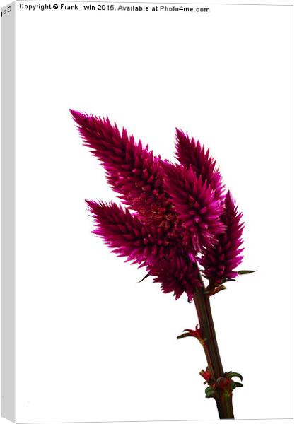  A full bloomed Cockscomb Canvas Print by Frank Irwin