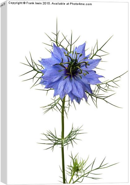  Love in a  mist, "Miss Jekyll" Canvas Print by Frank Irwin