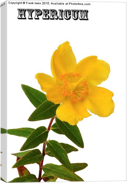  Hypericum bloom in all its glory Canvas Print by Frank Irwin