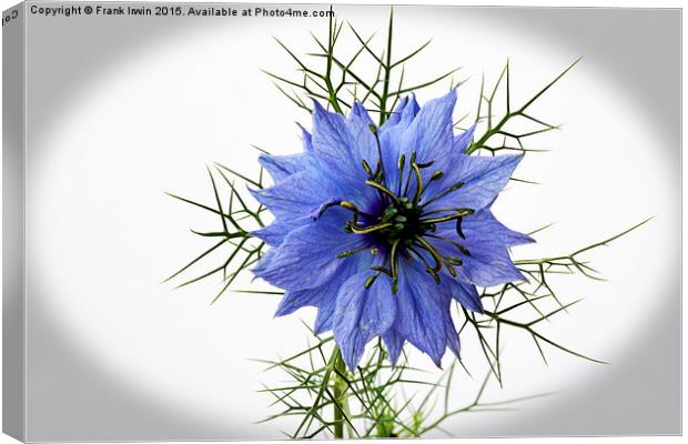  Love in a mist "vignetted" Canvas Print by Frank Irwin