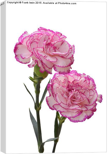  A pair of colourful carnations Canvas Print by Frank Irwin