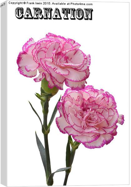  A pair of beautiful carnations Canvas Print by Frank Irwin