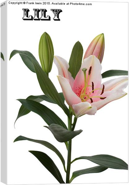 A beautiful Whitish/pink lily Canvas Print by Frank Irwin