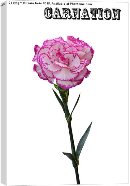  A single multicoloured carnation Canvas Print by Frank Irwin