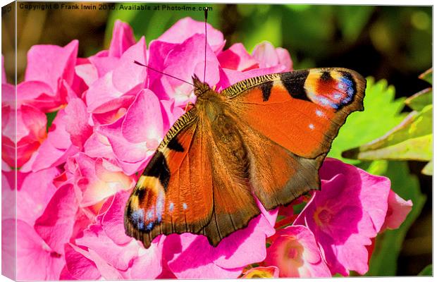  Beautiful Peacock butterfly Canvas Print by Frank Irwin