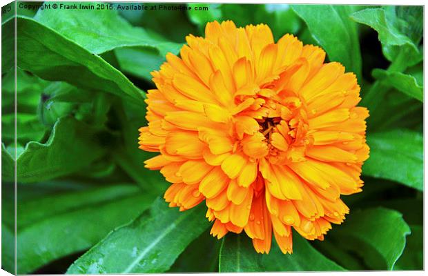  Colourful Orange Signet Marigold Canvas Print by Frank Irwin