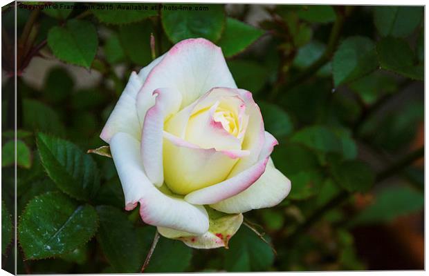  A beautiful white patio rose Canvas Print by Frank Irwin