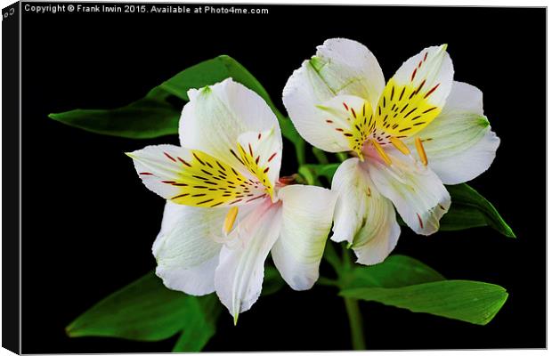 Alstromeria in all its glory Canvas Print by Frank Irwin