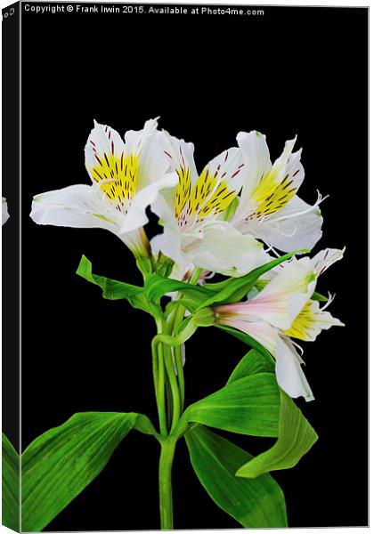 Alstromeria in all its glory Canvas Print by Frank Irwin