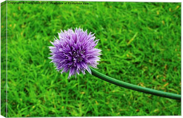  A fully grown chive Canvas Print by Frank Irwin