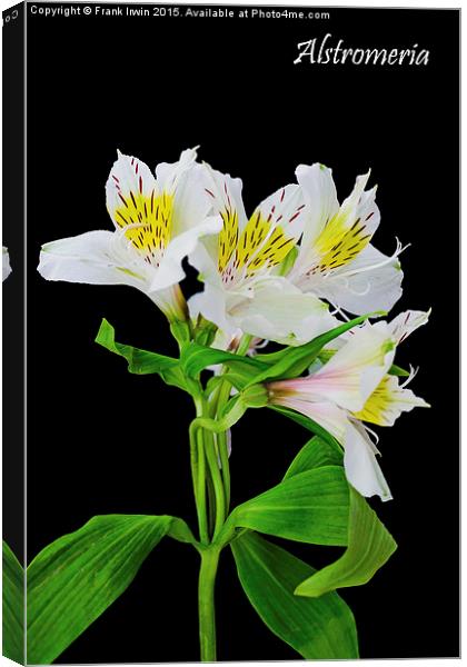 Alstromeria in all its glory Canvas Print by Frank Irwin