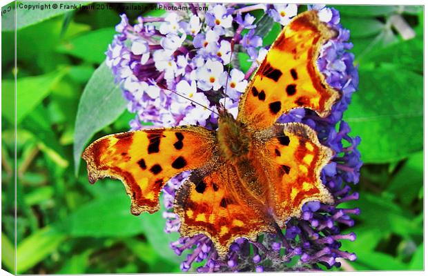 The beautiful "Comma" butterfly in all its glory Canvas Print by Frank Irwin