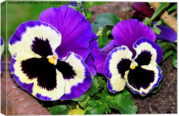  Colourful pansies in full bloom Canvas Print by Frank Irwin