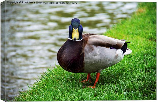  A Mallard or Drake weighing me up Canvas Print by Frank Irwin