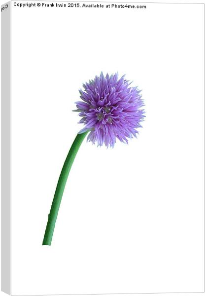  Pretty Chive Canvas Print by Frank Irwin