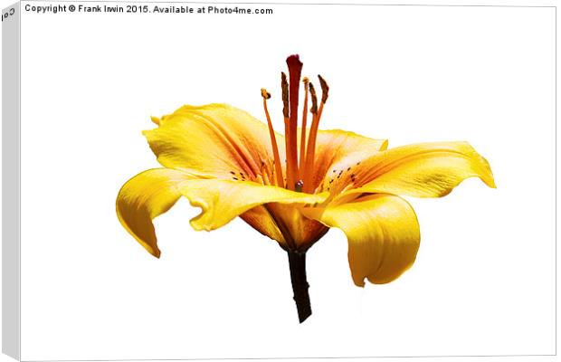  A beautiful yellow Lily head in all its glory Canvas Print by Frank Irwin