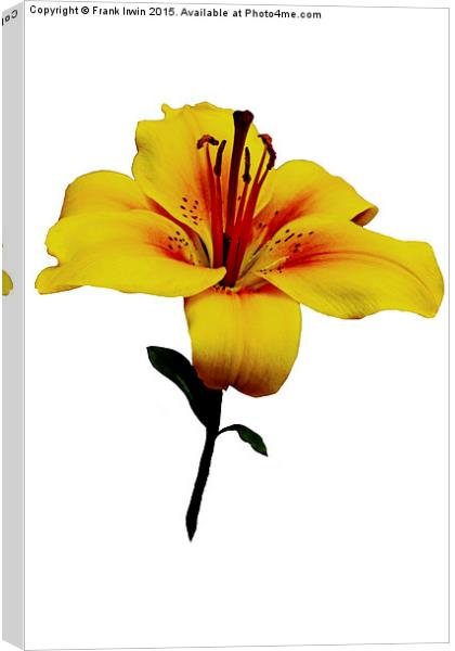  A beautiful close up of a Yellow Lily Canvas Print by Frank Irwin