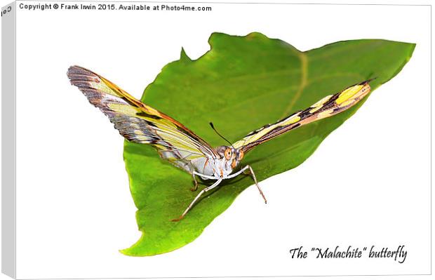 The beautiful "Malachite" butterfly Canvas Print by Frank Irwin