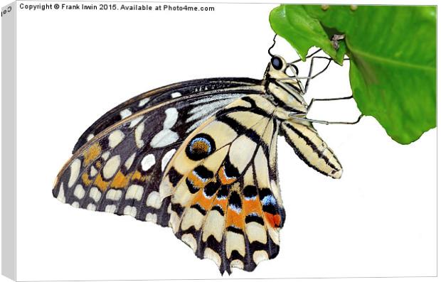  The Common Lime butterfly Canvas Print by Frank Irwin