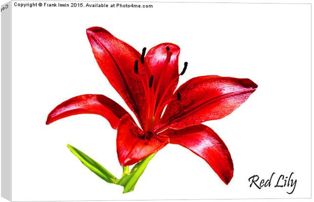 A beautiful Red Lily in all its glory Canvas Print by Frank Irwin