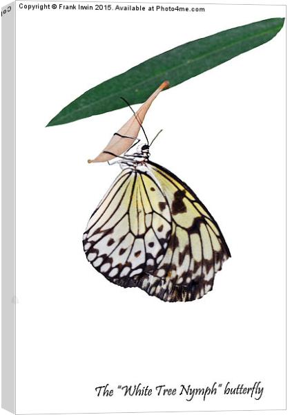 The beautiful "White Tree Nymph" butterfly Canvas Print by Frank Irwin