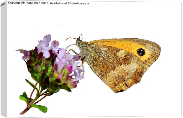 The Gatekeeper butterfly feeding Canvas Print by Frank Irwin