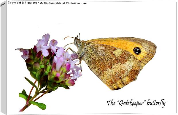 The Gatekeeper butterfly feeding Canvas Print by Frank Irwin