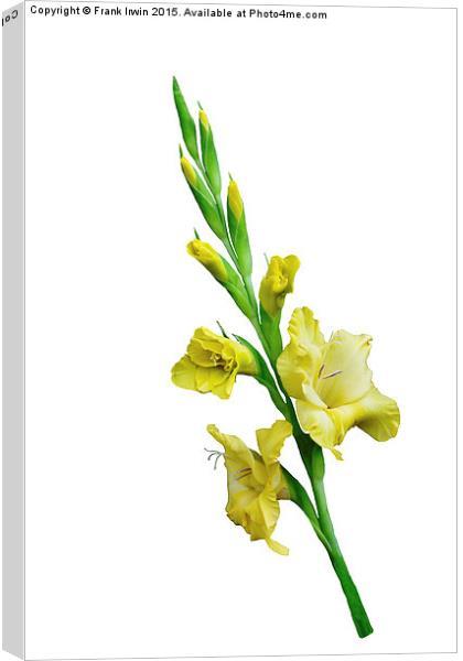  Beautiful Yellow Gladiola in all its glory Canvas Print by Frank Irwin