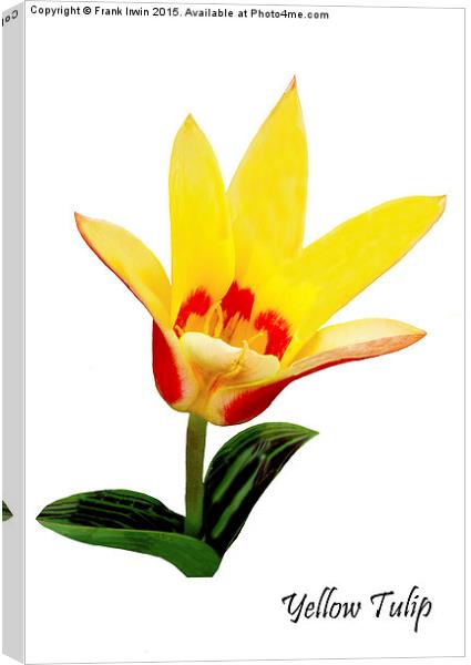 Beautiful Spring Tulip Canvas Print by Frank Irwin