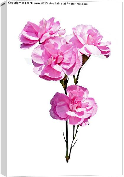Beautiful, colourful carnations (Pinks) Canvas Print by Frank Irwin
