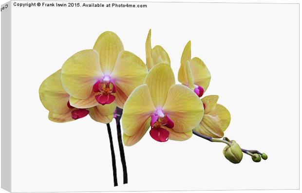  Beautiful yellow orchid Canvas Print by Frank Irwin