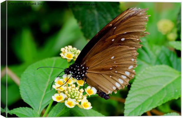 The Oriental Great Eggfly Canvas Print by Frank Irwin