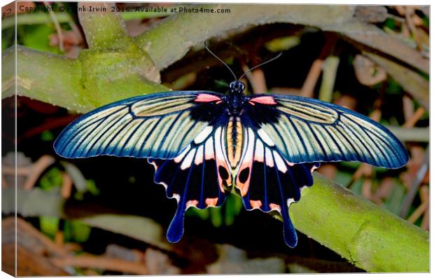 Scarlet Swallowtail butterfly Canvas Print by Frank Irwin